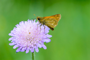 Butterfly collects nectar on the gypsy rose