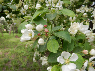 spring blooming delicate white flowers apple trees on a blurred background