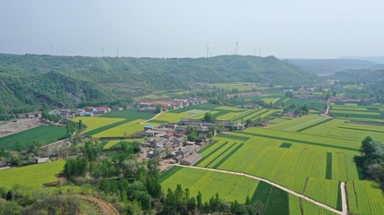Fototapeta na wymiar Aerial view of Chinese countryside, yellow rapeseed fields