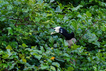 Oriental Pied-hornbill - Anthracoceros albirostris, small beautiful hornbill from Southeast Asian forests and woodlands, Pangkor island, Malaysia.