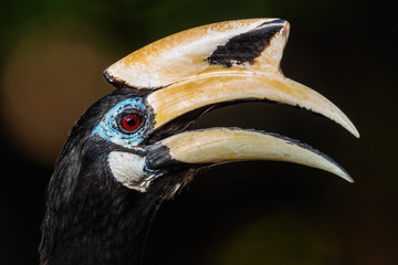 Oriental Pied-hornbill - Anthracoceros albirostris, small beautiful hornbill from Southeast Asian forests and woodlands, Pangkor island, Malaysia.