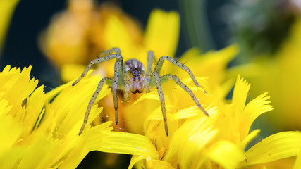 Spider female lurking on yellow flower
