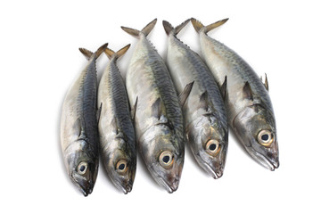 Chub mackerel (Pacific mackerel, saba)