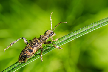Beetle crawls on a narrow leaf of grass