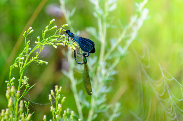 Dragonflies mate in the early morning on bush