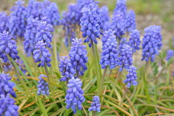 Fototapeta premium ムスカリ