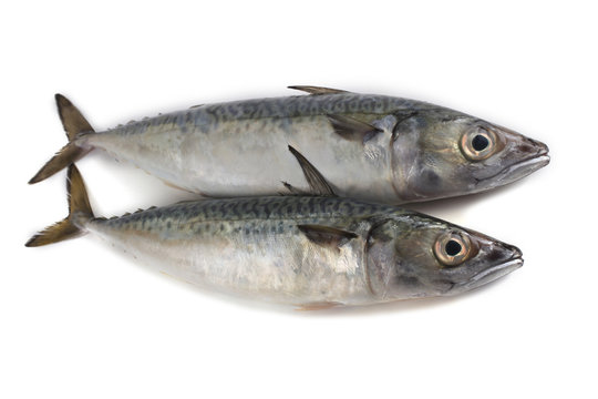 Chub mackerel (Pacific mackerel, saba)