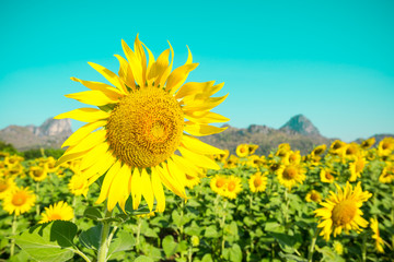 Beautiful blooming sunflowers in field farming garden with clear sunny day blue sky background in the summer morning, Thailand. Sunflowers oil is the non-volatile oil from seeds.