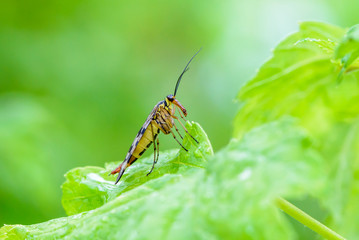 Female scorpion fly with motley wings