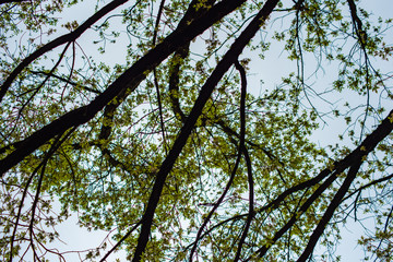 Views of Milan made in March 2019. Cathedral, park, people on the streets.