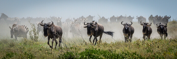 Panorama of blue wildebeest galloping past zebra