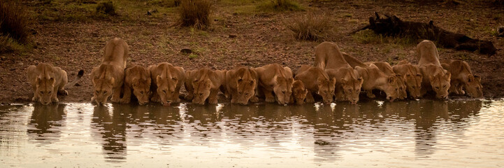 Fototapeta premium Panorama of fifteen lions lying drinking water