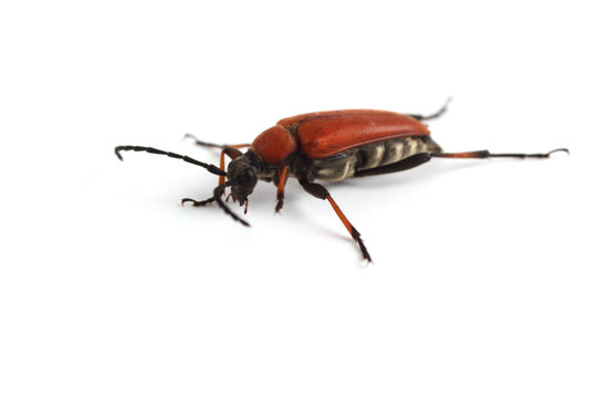 Longhorn beetle (longicomb). Stictoleptura dichroa