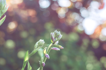 spring purple flowers