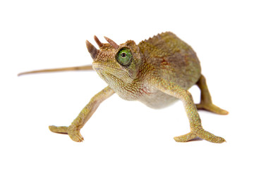 Jackson's horned chameleon, Trioceros jacksonii jacksonii, on white