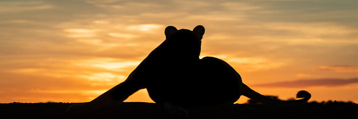 Panorama of lioness lying silhouetted at dawn