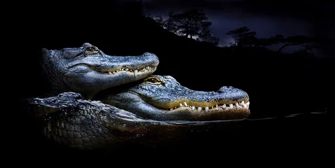 Fototapeten Mississippi-Alligator (Alligator mississippiensis) zwei Tiere übereinander © Aggi Schmid