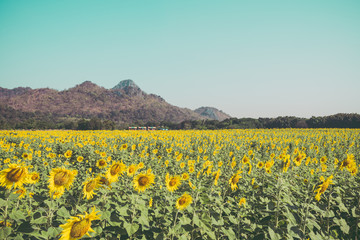 Fototapeta na wymiar Beautiful blooming sunflowers field farming landscape with mountain hill and clear sunny day blue sky background in the summer morning, Thailand. Sunflowers oil is the non-volatile oil from seeds.