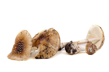 Amanita pantherina isolated on white. Poison mushroom.