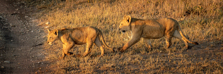 Panorama of two lion cubs crossing track