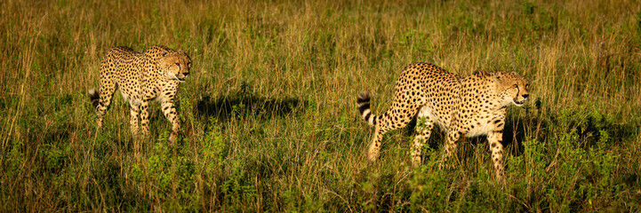 Panorama of two male cheetah crossing grassland