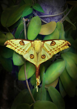 Kometenfalter Schmetterling (Argema mittrei) Madagaskar