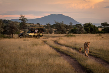Photographers in truck shooting lioness and cub © Nick Dale