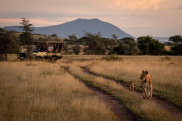 Photographers in truck shoot lioness with cub © Nick Dale