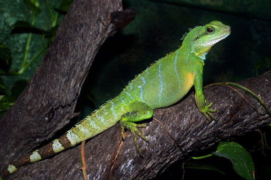 Gr&uuml;ne Wasseragame (Physignathus cocincinus) auf Baumstamm