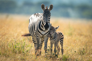 Plains zebra en veulen staan tegenover camera