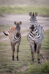 Fototapeta na wymiar Plains zebra and foal stand looking at camera