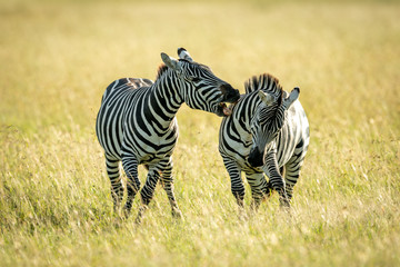 Fototapeta na wymiar Plains zebra bites another in tall grass