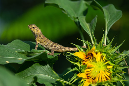 Image of chameleon sunbathing on sunflower.