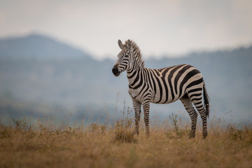 Fototapeta premium Plains zebra foal stands in long grass