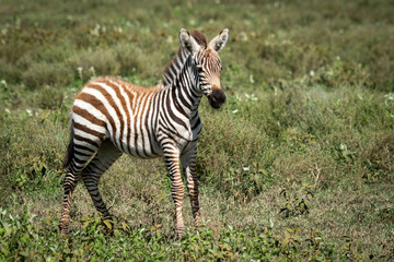 Plains zebra foal stands in short grass