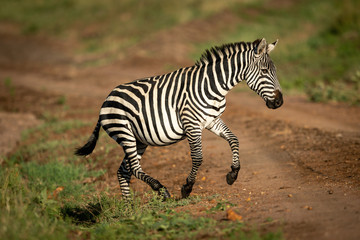 Fototapeta na wymiar Plains zebra jumps over ditch beside track