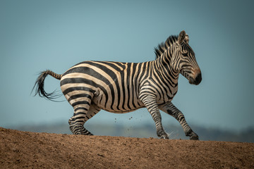 Fototapeta na wymiar Plains zebra gallops over ridge in sunshine
