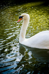 Beautiful white swan on a lake