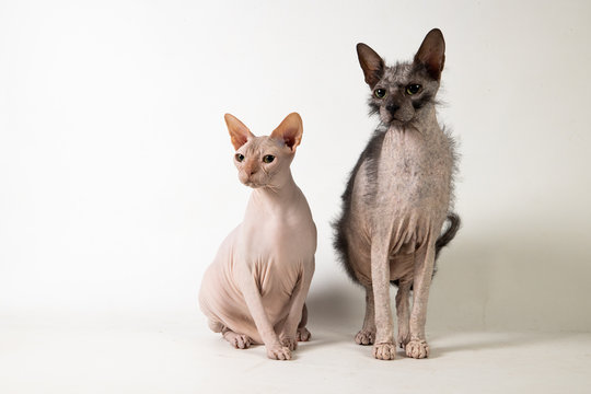 Studio sphynx and Lykoi