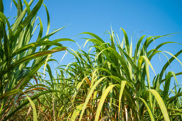Agriculture sugarcane field farm with blue sky in sunny day background and copy space, Thailand. Sugar cane plant tree in countryside for food industry or renewable bioenergy power.
