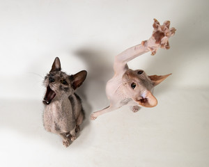 Jumping Sphynx