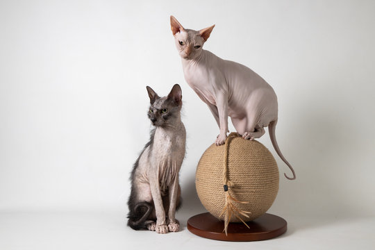 Sphynx and Lykoi on ball