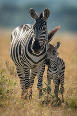 Plains zebra stands facing camera with foal - obrazy, fototapety, plakaty