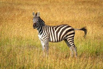 Fototapeta na wymiar Plains zebra stands flicking tail in grass
