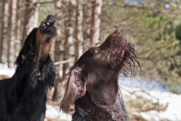 Dogs German Wirehaired pointer and Setter Gordon look up and bark