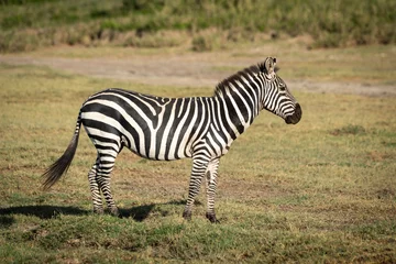 Zelfklevend Fotobehang Zebra Plains zebra staat in profiel op savanne