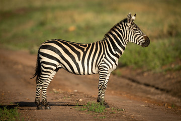 Plains zebra stands in profile on track - obrazy, fototapety, plakaty