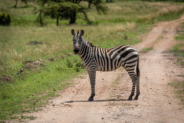 Obraz na płótnie Canvas Plains zebra stands on track watching camera