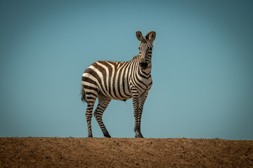 Plains zebra stands urinating on sunlit ridge © Nick Dale