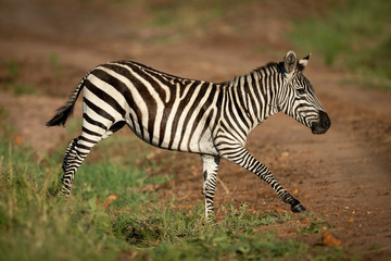 Fototapeta na wymiar Plains zebra trots over ditch beside track